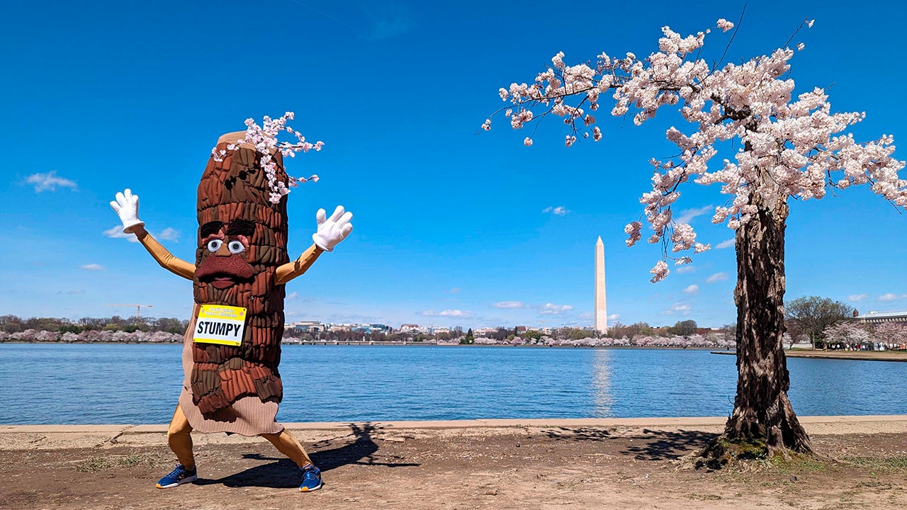 "Climate Change Threatens DC's Cherry Blossoms: Impact on Peak Bloom and Loss of Beloved 'Stumpy'"