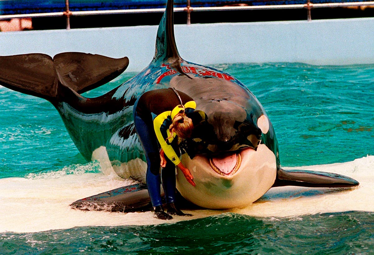 Featured image for Tragic Loss: Lolita the Orca Passes Away After Decades in Captivity