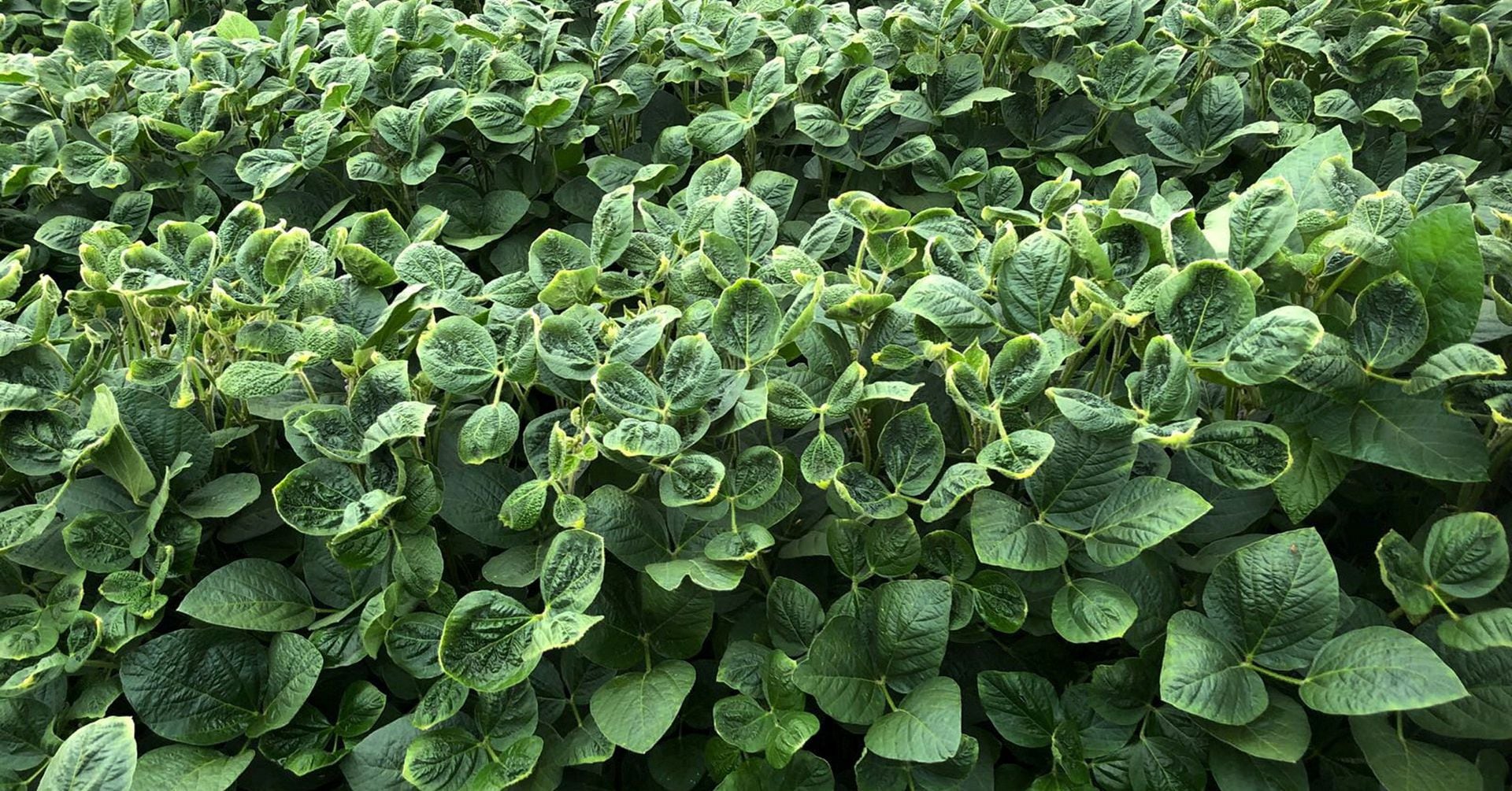 Featured image for "US Court Rulings Shake Up Weedkiller Approvals and Availability"