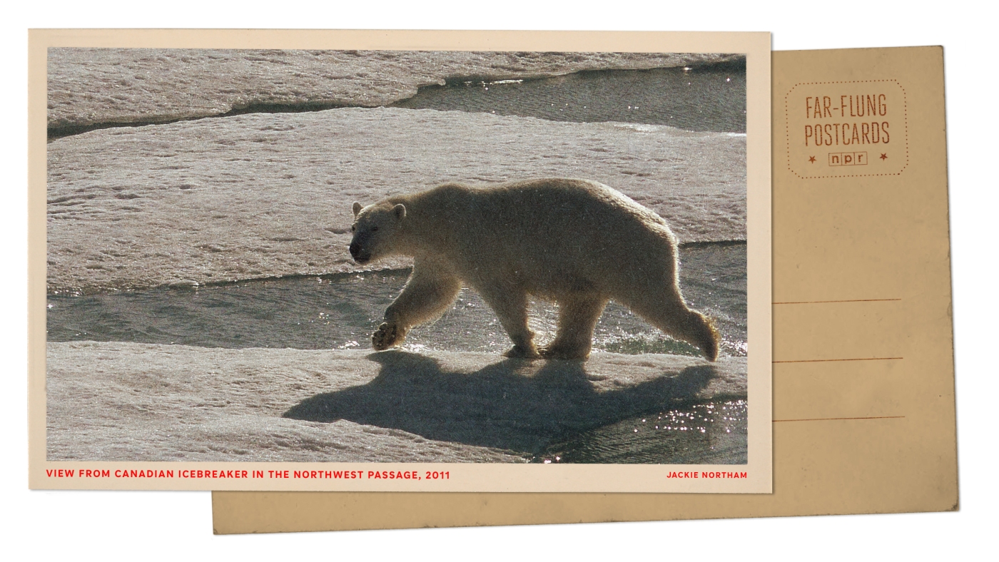 Featured image for Icebreaker Ship Sparks Interest of Polar Bears in Arctic