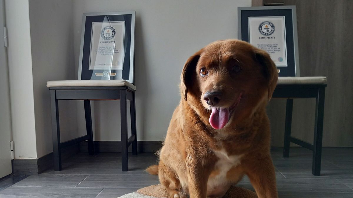 Featured image for Guinness World Records Investigates Alleged Fraud in "Oldest Dog" Title