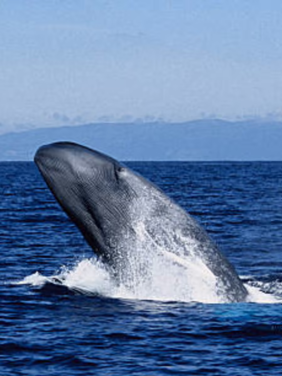 Earth's Largest Animals: From Ocean Giants to Land Legends