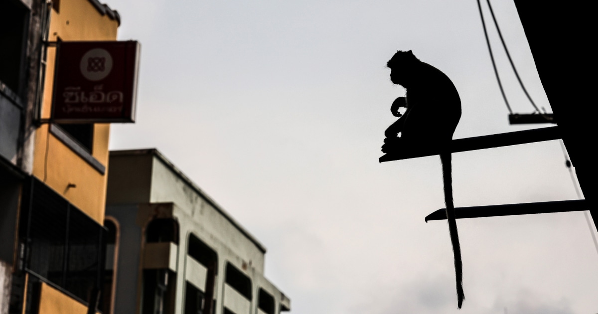 Featured image for "The Genetic Mystery of Human Tail Loss Unraveled"