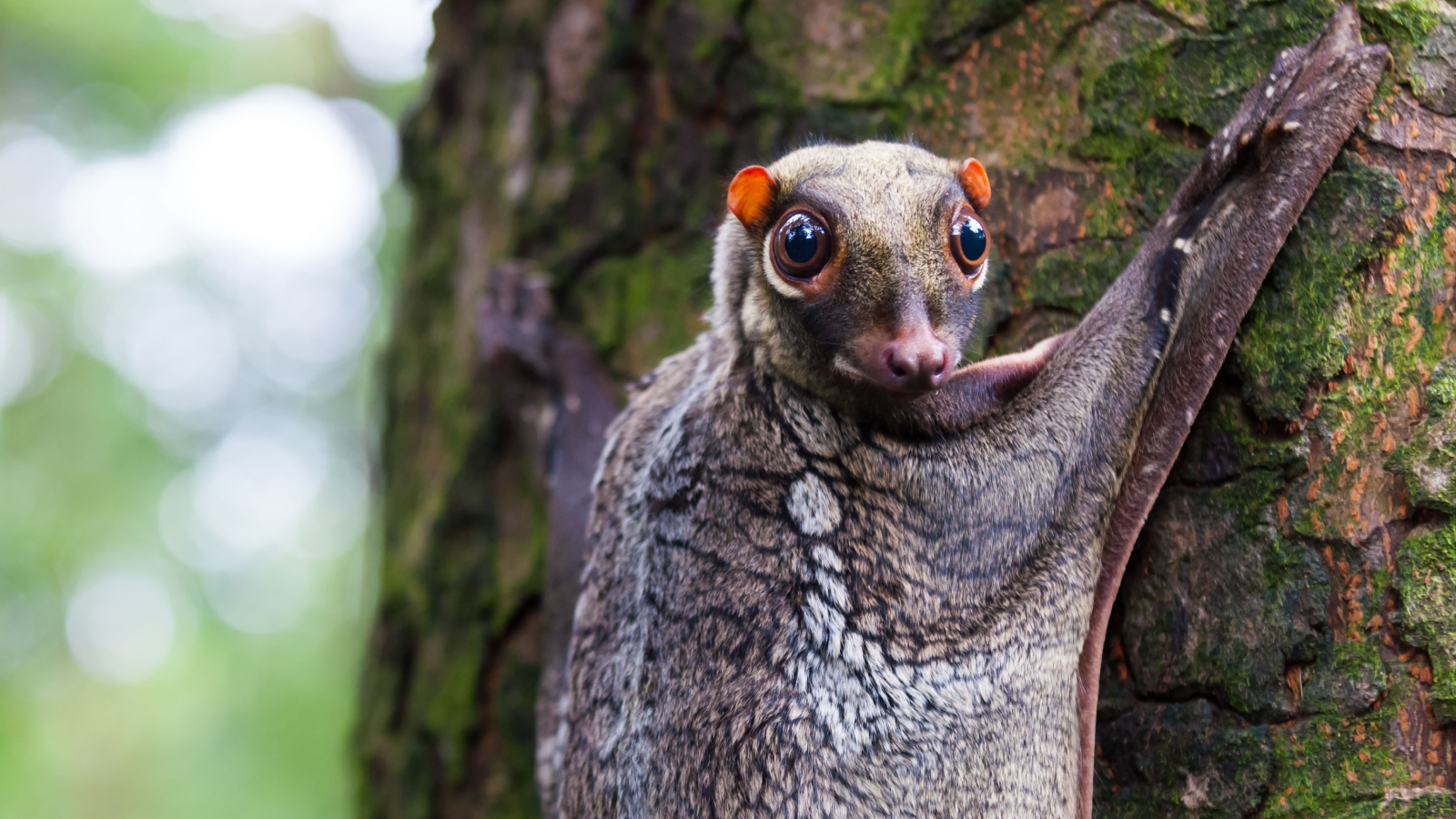Colugo: The 'flying' mammal that's neither a lemur nor capable of flight