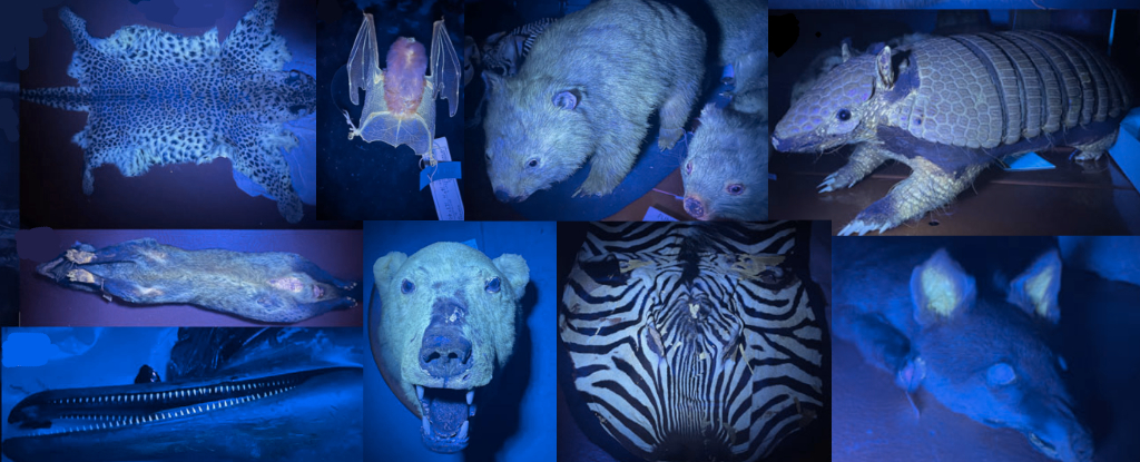 Featured image for Unveiling the World of Glowing Mammals: New Study Discovers Over 125 Fluorescent Species