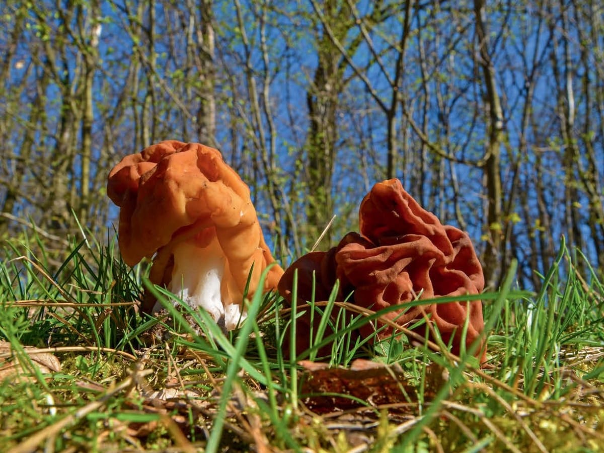 Featured image for Mushroom Linked to Lou Gehrig’s Disease: What You Need to Know