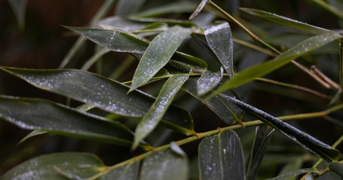 Featured image for "Arctic Blast: Austin's Winter Weather Warnings and Shelter Information"