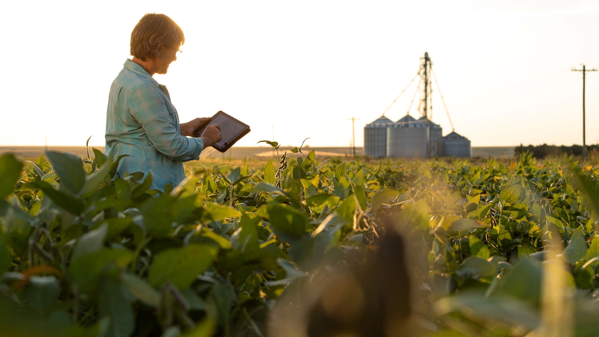 Featured image for Trump's Trade Policies Threaten U.S. Soybean Farmers Amid Global Market Collapse