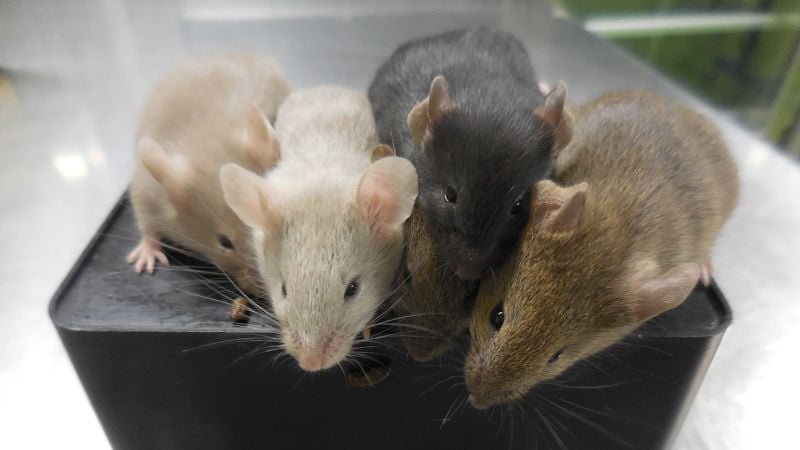 Featured image for "Scientists Successfully Create Mice with Two Fathers Using Skin Cells"