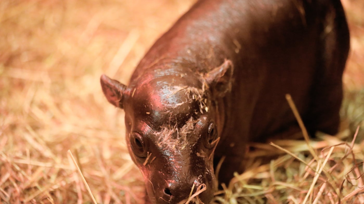 Featured image for Haggis the Pygmy Hippo: Scotland's Newest Cuteness Rival to Moo Deng