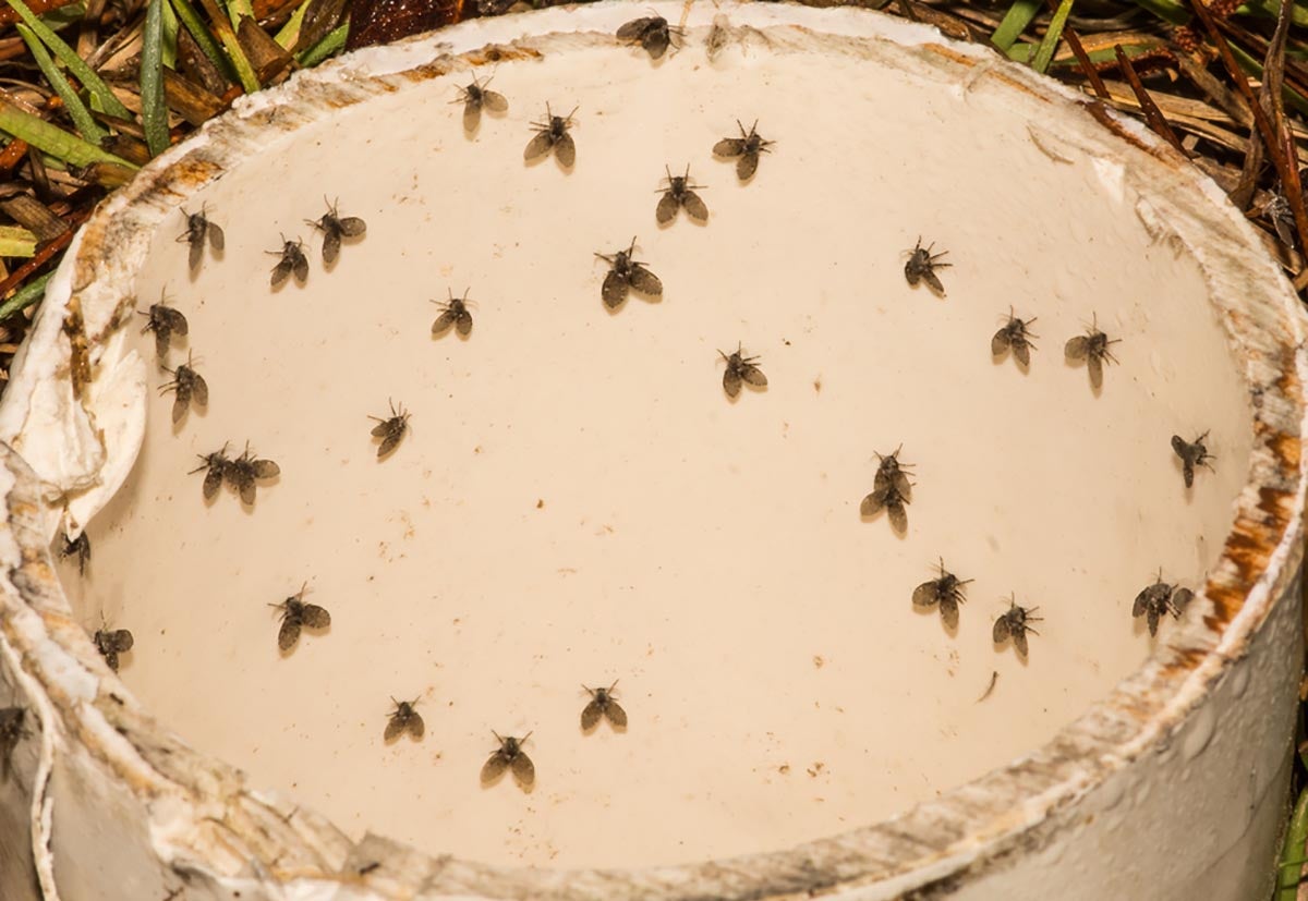 Identifying Small Black Flying Bugs in Your House: 8 Common Insects to Look Out For.
