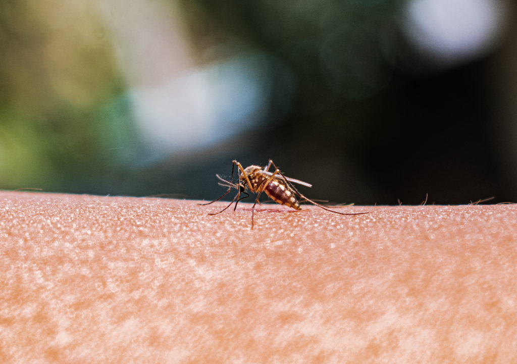 Featured image for "Effective Mosquito Repellents: Your Guide to Bite-Free Summers"