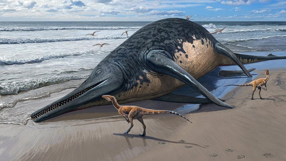 Featured image for "Amateur Fossil Find Unveils Largest Marine Reptile in England"