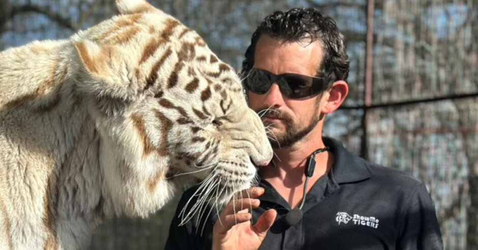 Featured image for Tiger Mauls Handler Linked to Joe Exotic at Oklahoma Preserve