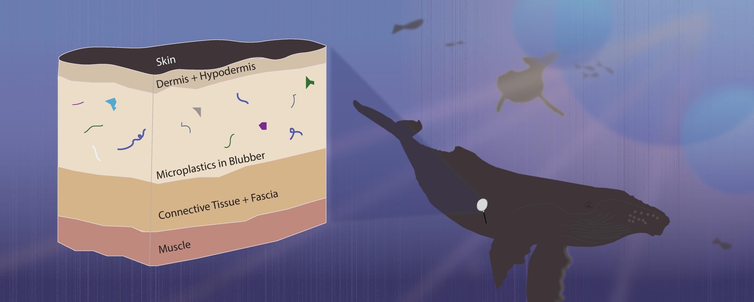 "Marine Mammals: Silent Carriers of Microplastics in the Ocean"