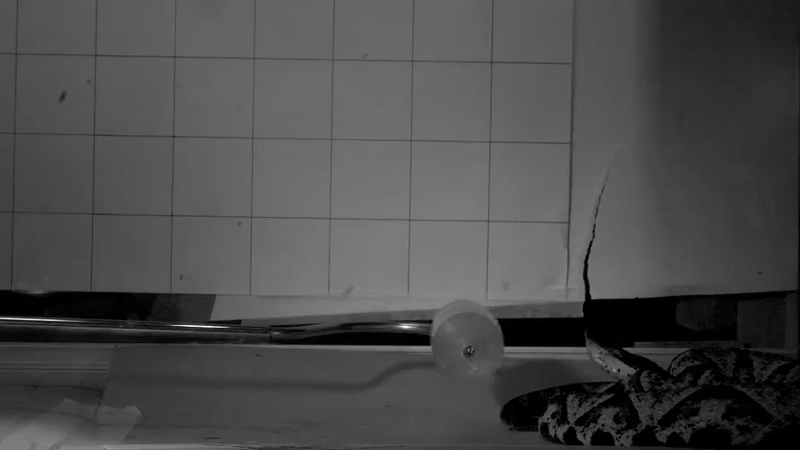 Featured image for High-Speed Videos Unveil Venomous Snake Strike Secrets