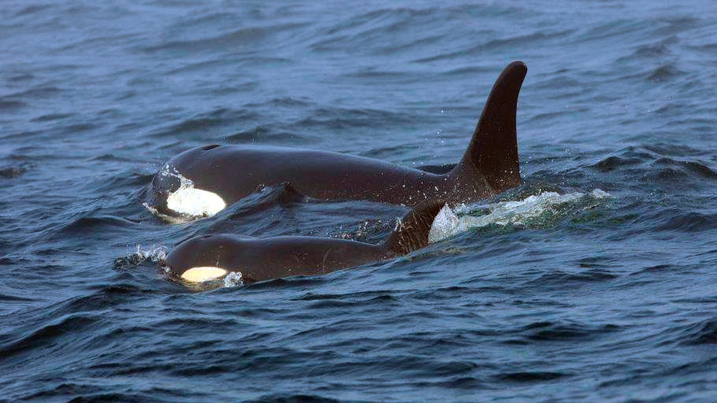 Featured image for Orcas Continue to Sink Boats in the Strait of Gibraltar