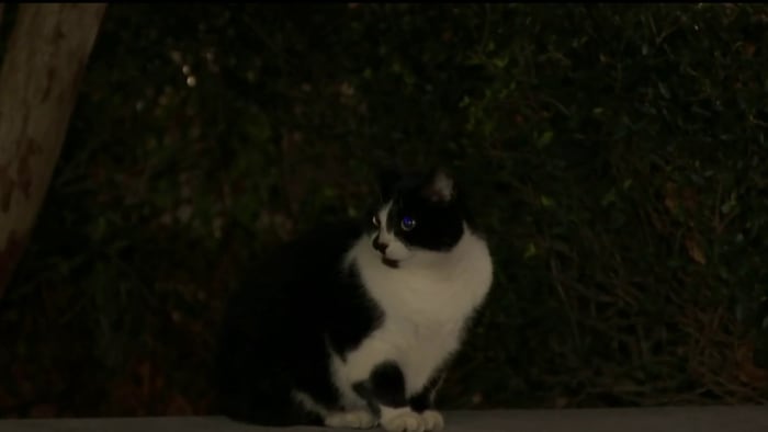 "Rabies Alert in Jacksonville Prompts Debate Over Stray Cat Removal"