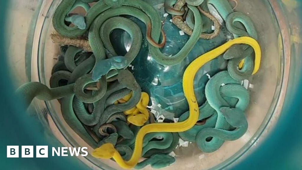 Featured image for Man Arrested with Dozens of Venomous Vipors at Mumbai Airport