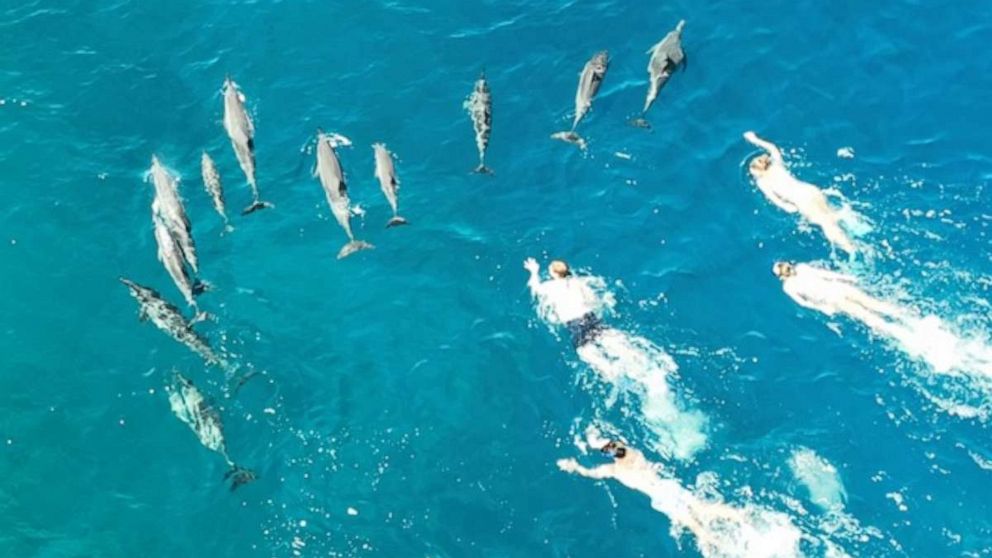 33 Swimmers Face Charges for Harassing Dolphins in Hawaii
