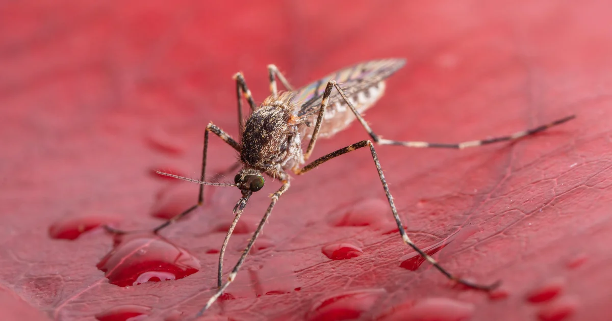 Featured image for First Mosquitoes Detected in Iceland Amid Rising Temperatures