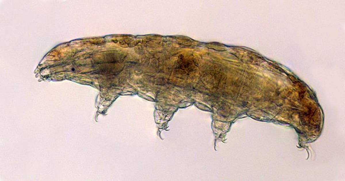 Featured image for "Tardigrade Proteins: A Breakthrough in Slowing Human Aging"