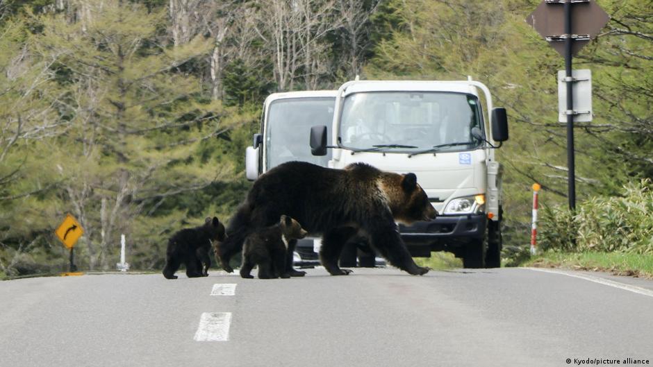 Featured image for Japan deploys troops to combat surge in bear attacks