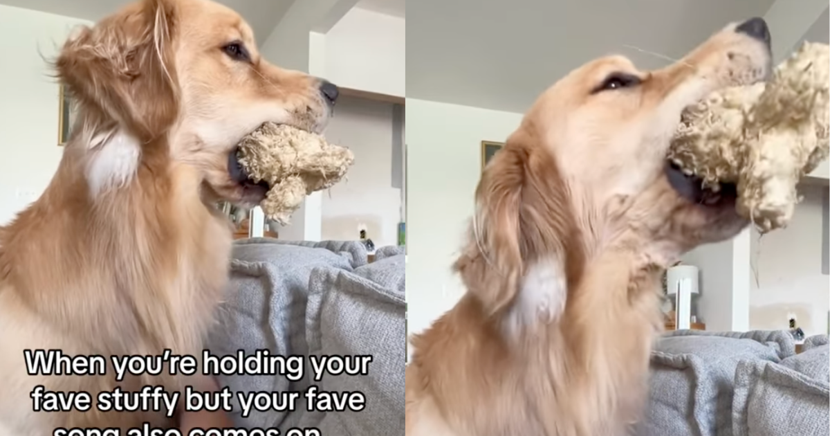 Featured image for Golden Retriever's Hilarious Singing Attempt with Toy