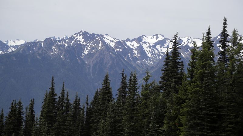 Featured image for Mountain lion injures child on Olympic National Park trail