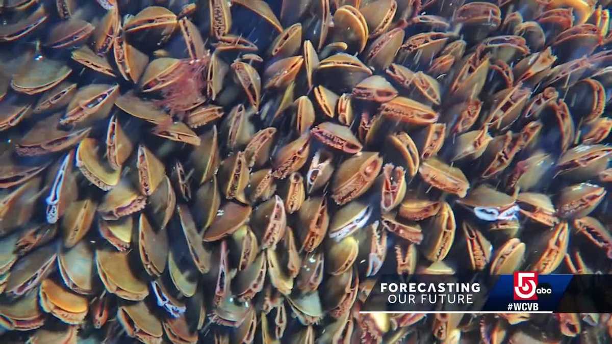Featured image for "Robotic Mussels: Saving New England's Shoreline"