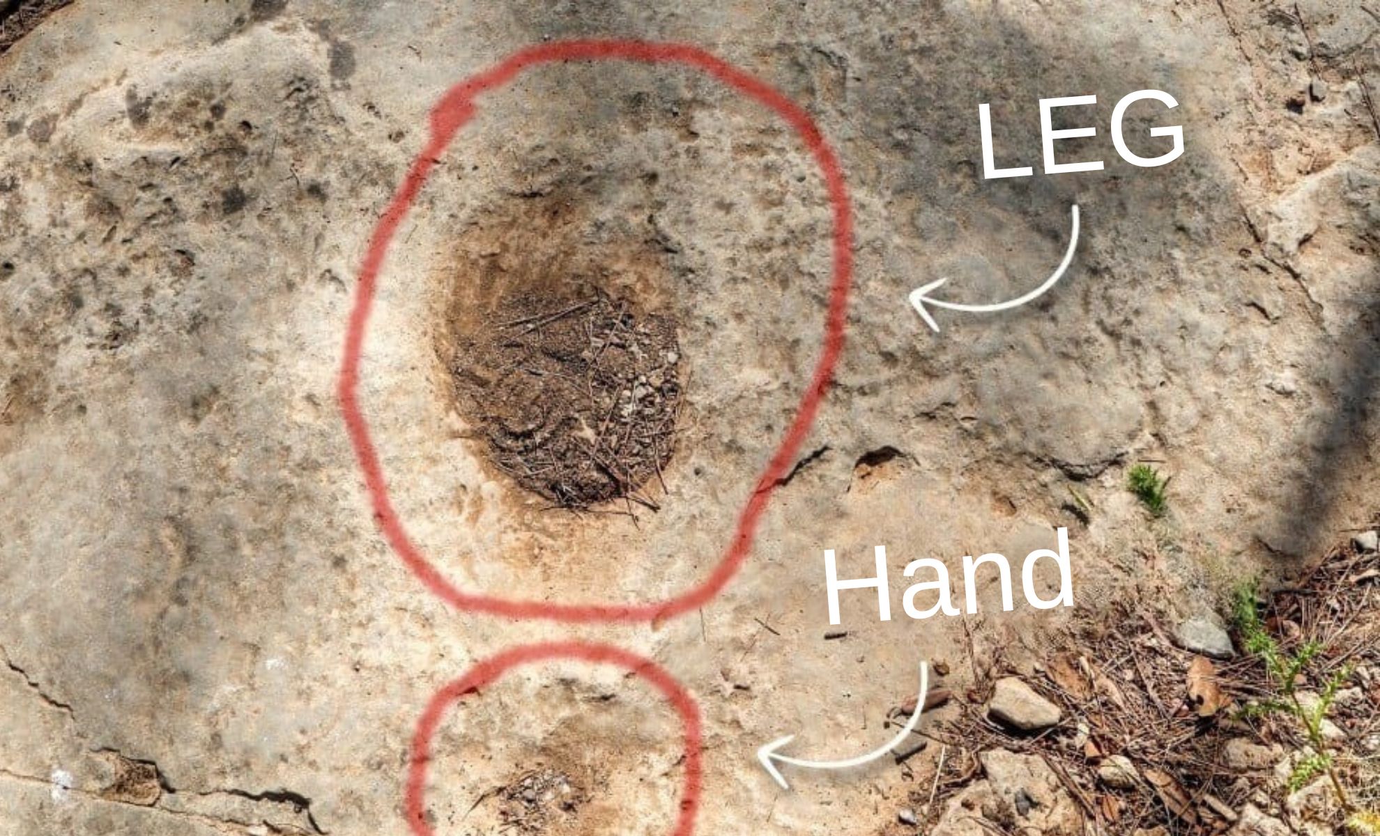 Featured image for Ancient Dinosaur Footprints Discovered in France Following Hiker's Tip