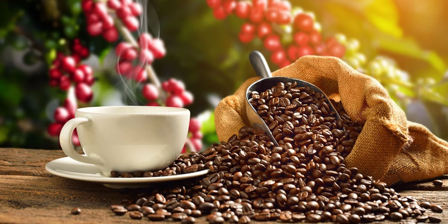 Featured image for Scientists Discover Coffee as a Safer Staining Agent for Electron Microscopy