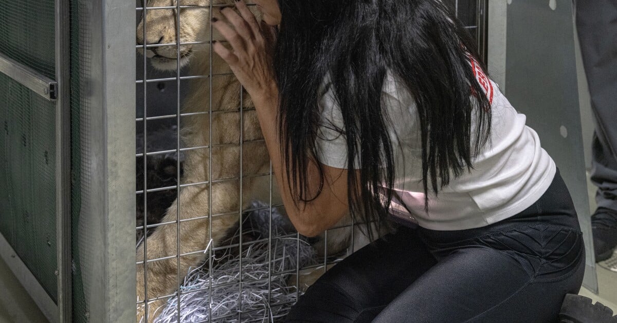 Featured image for Lion Cub Rescued from Lebanon Finds New Home in South Africa