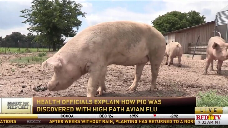 Featured image for First U.S. Pig with Bird Flu Sparks Pandemic Concerns