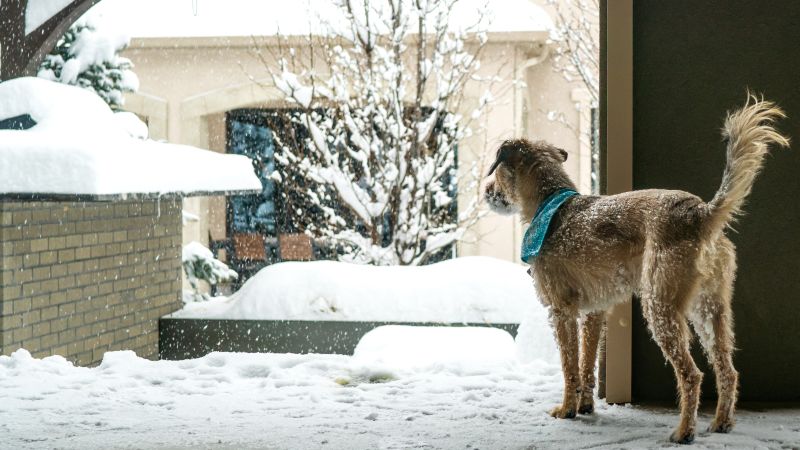 "Essential Tips for Keeping Pets Safe in Cold Weather"
