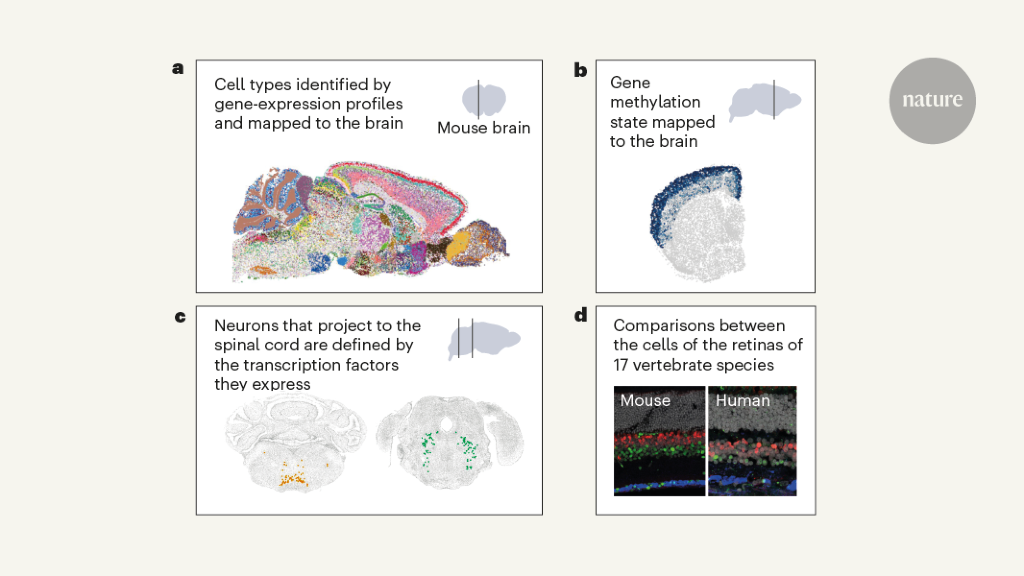 Featured image for Mapping the Mouse Brain: A Milestone in Neuroscience