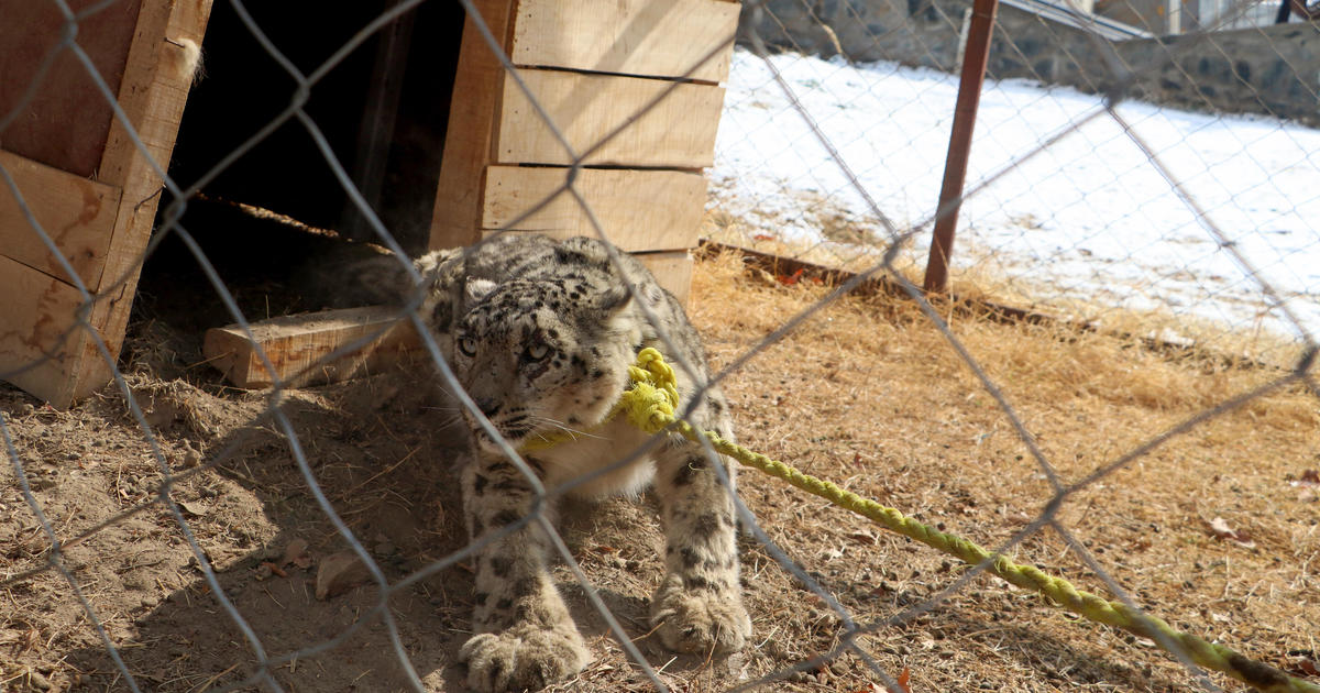 "Rare Snow Leopard Captured in Afghanistan After Deadly Livestock Rampage"