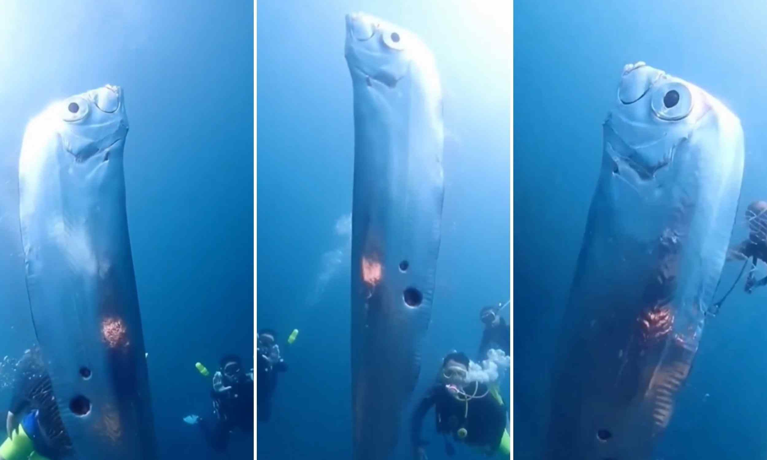 Featured image for Diving Group Spots Rare Giant Oarfish Off Coast