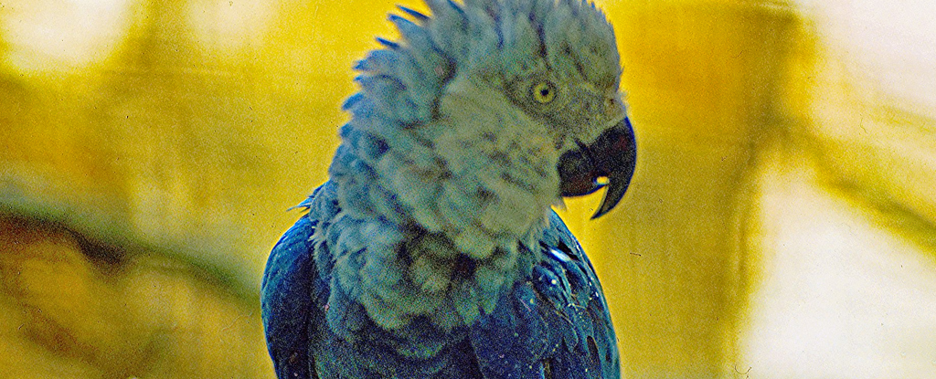 Featured image for Human-Driven Mass Extinction Wiping Out Branches on Tree of Life