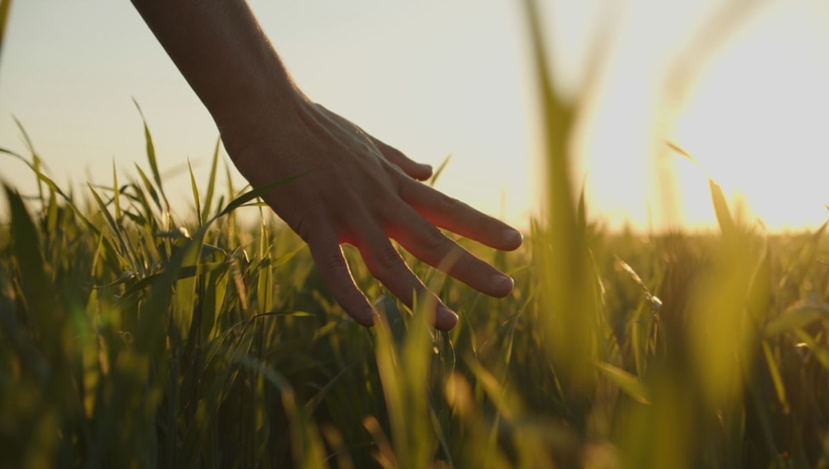 Featured image for The Organic-Inorganic Debate: Are Humans More Organic or Inorganic?