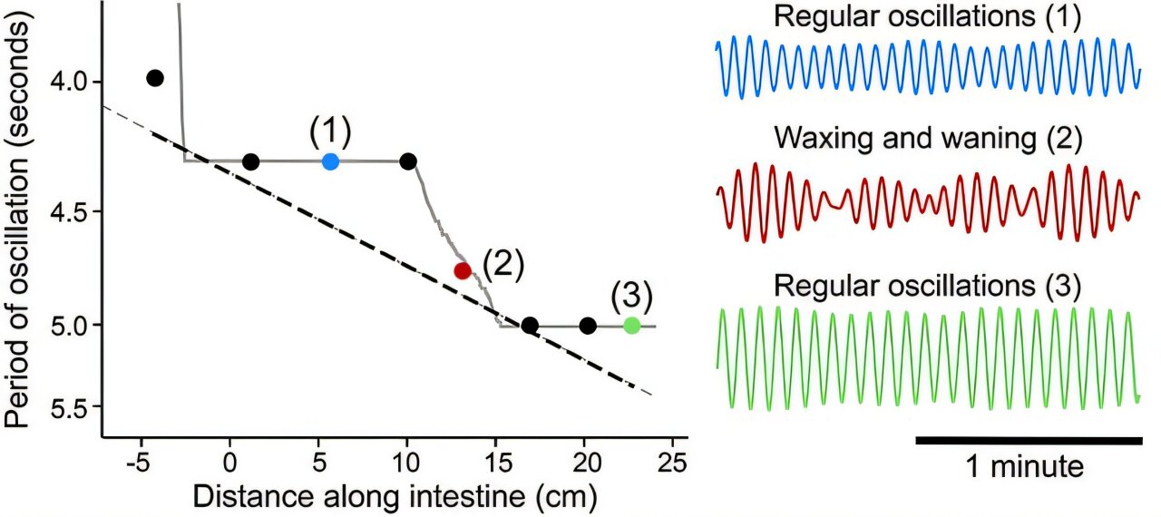 Featured image for Harmonized Frequencies Boost Digestion