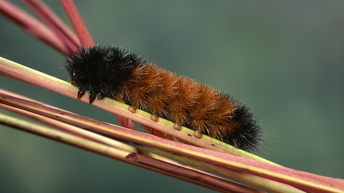 "The Myth of Woolly Bear Caterpillars' Weather Predictions"