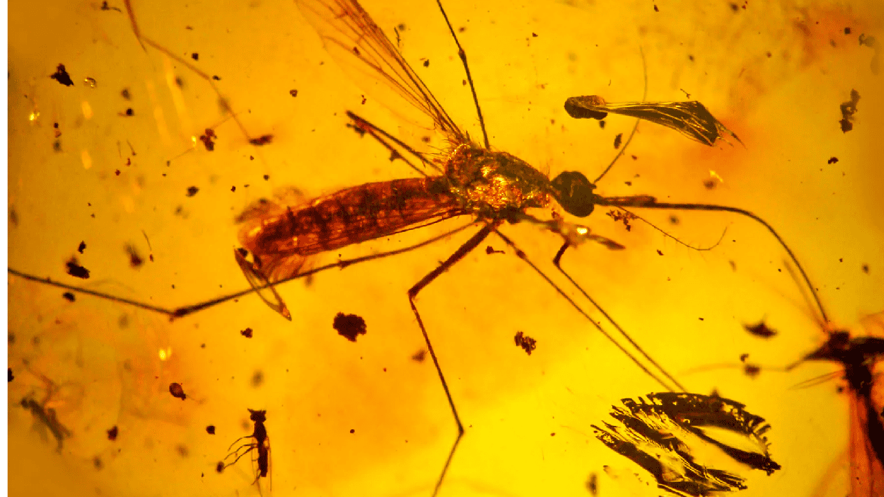 Featured image for "Discovery of 100-Million-Year-Old Preserved Creature in Amber Confirms Real-Life Jurassic Park"