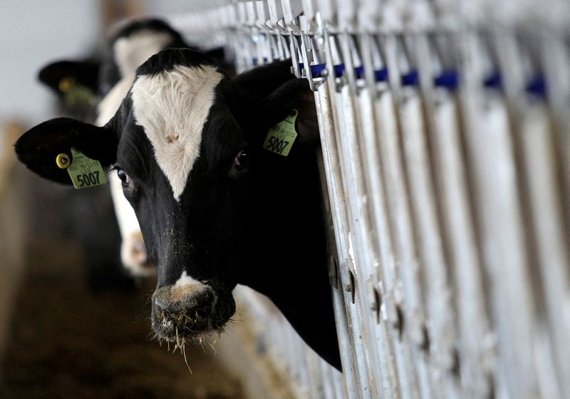Featured image for Bird Flu Outbreak Claims Cows in Five US States
