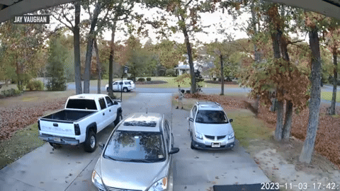 Deer's Epic Leap Lands It on Pickup Truck for Sale