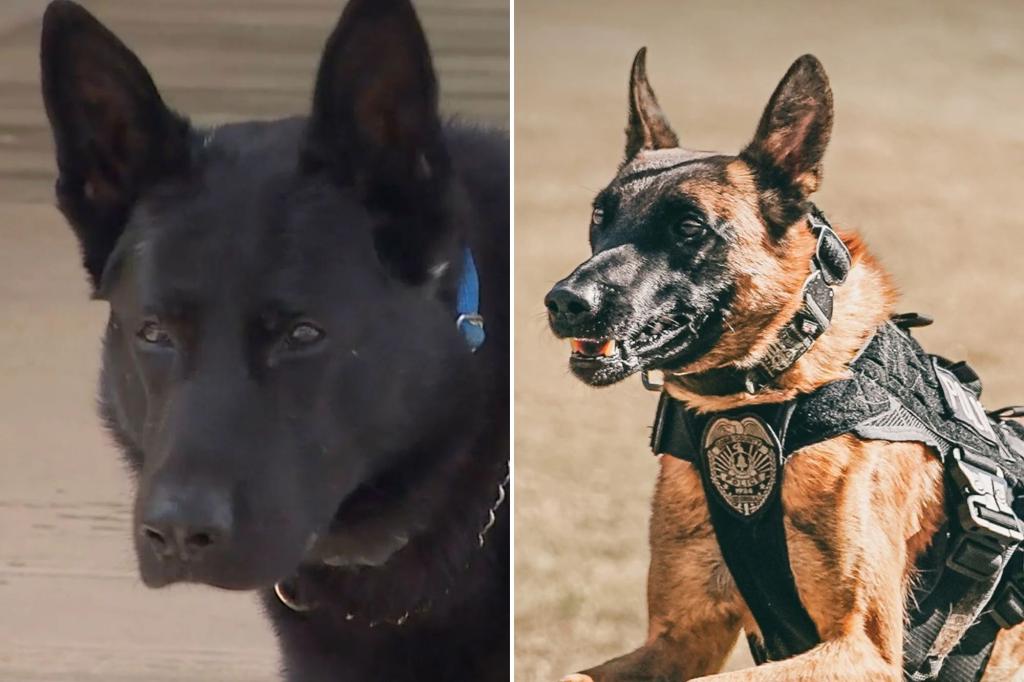 Featured image for Two Houston K-9 Officers Die from Heat Exhaustion in One Week