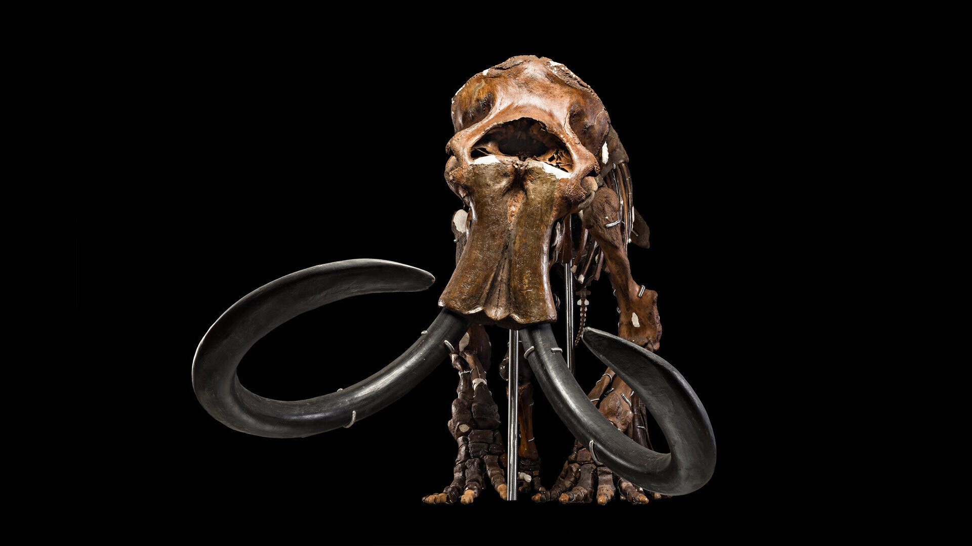 Featured image for "Ancient Bone Collagen Sheds Light on Extinction of North America's Large Mammals"