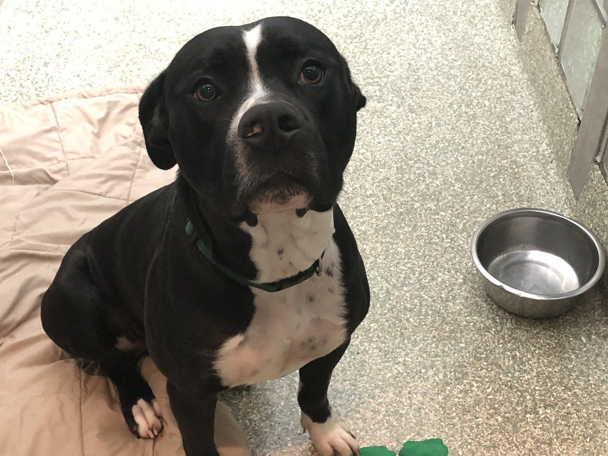 "Mystery Respiratory Illness Strikes Dogs at Multiple Shelters, Prompting Closures and Concerns"