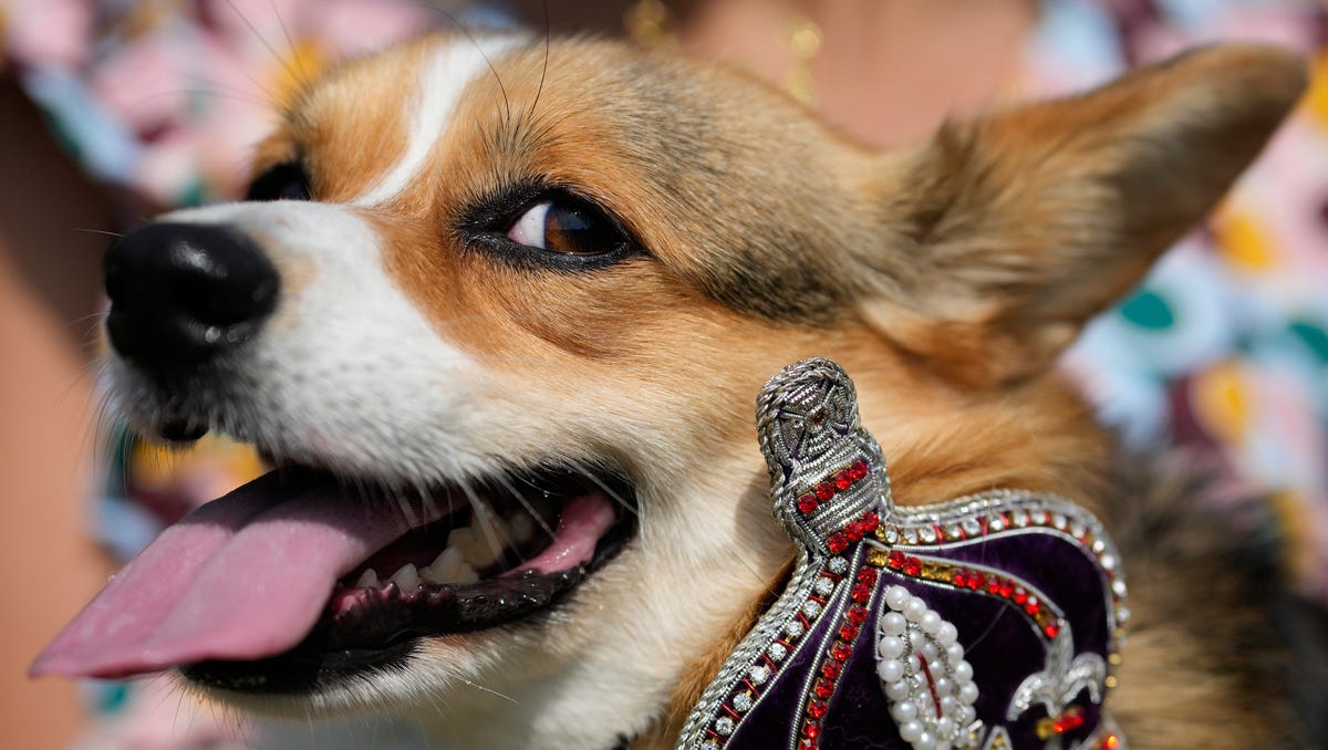 Corgis Remember Queen Elizabeth II with Buckingham Palace Parade