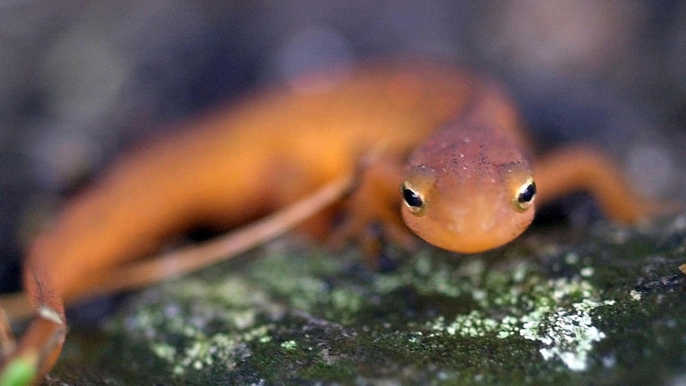 Featured image for Rapidly Growing Endangered Species List Highlights Climate Change Impact